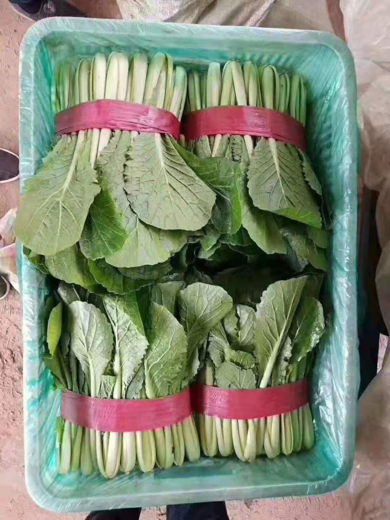 青梗小白菜产地直销万亩叶菜基地欢迎你的到来