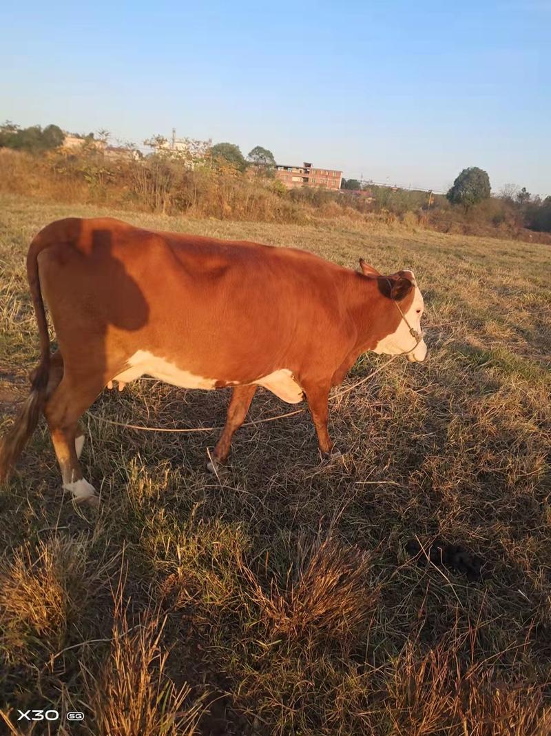 西门塔尔牛膘肥体壮公牛，自家养殖，支持全国发货种类齐全