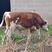 西门塔尔牛膘肥体壮公牛，自家养殖，支持全国发货种类齐全