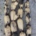 莲藕新35莲藕量大从优基地直供对接全国