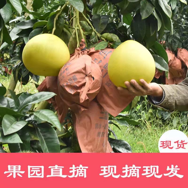 套袋白心蜜柚湖北柚子万亩产地直供一手货源实力供应发全国