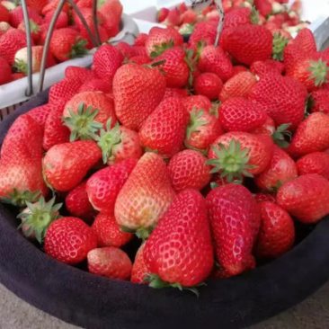 江苏精品妙香草莓，基地新鲜采摘，精心包装，供应全国市场
