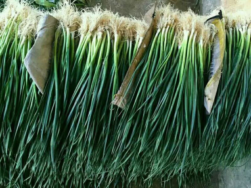 蒜苗种子白根蒜苗种子出芽率可以达到95%以上欢迎咨询