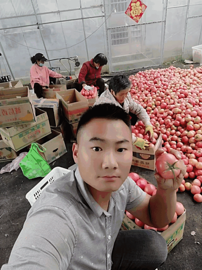 【产地直供】西红柿对接市场商超供应，代购代发全国，电商