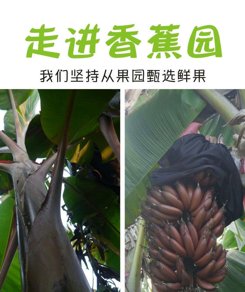 福建漳州南靖新鲜红皮香蕉美人蕉土楼香蕉新鲜应季节水果批发