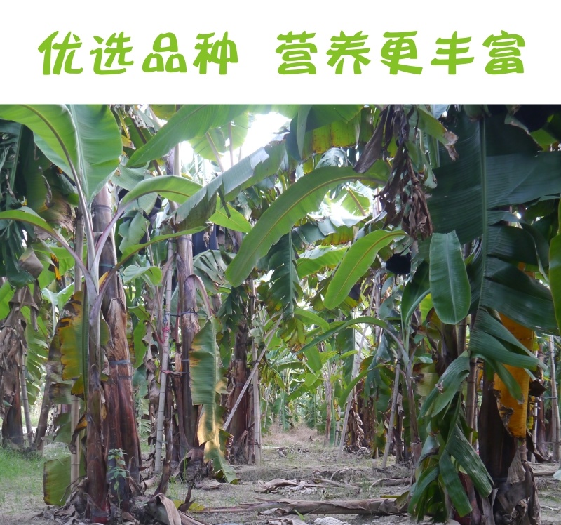 福建漳州南靖新鲜红皮香蕉美人蕉土楼香蕉新鲜应季节水果批发