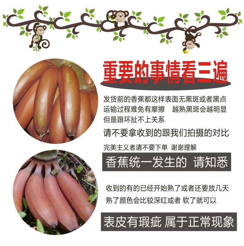 福建漳州南靖新鲜红皮香蕉美人蕉土楼香蕉新鲜应季节水果批发