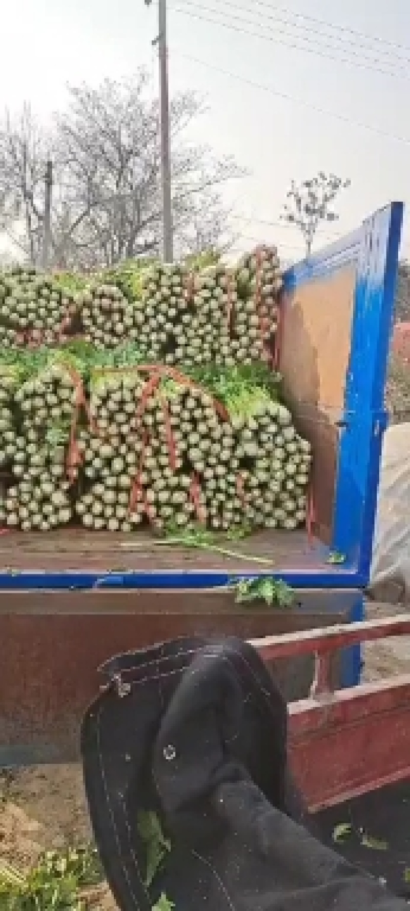 【精品】陕西大棚温室芹菜西芹大量上市品质保证