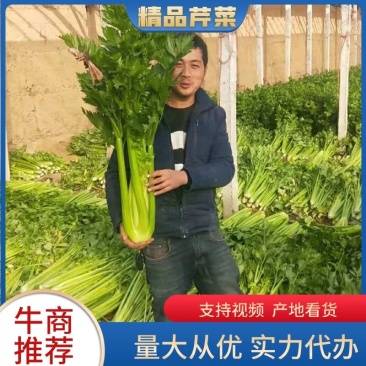 【精品】陕西大棚温室芹菜西芹大量上市品质保证