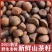 油茶籽山茶油茶籽产地直发，量大价优，质量保证