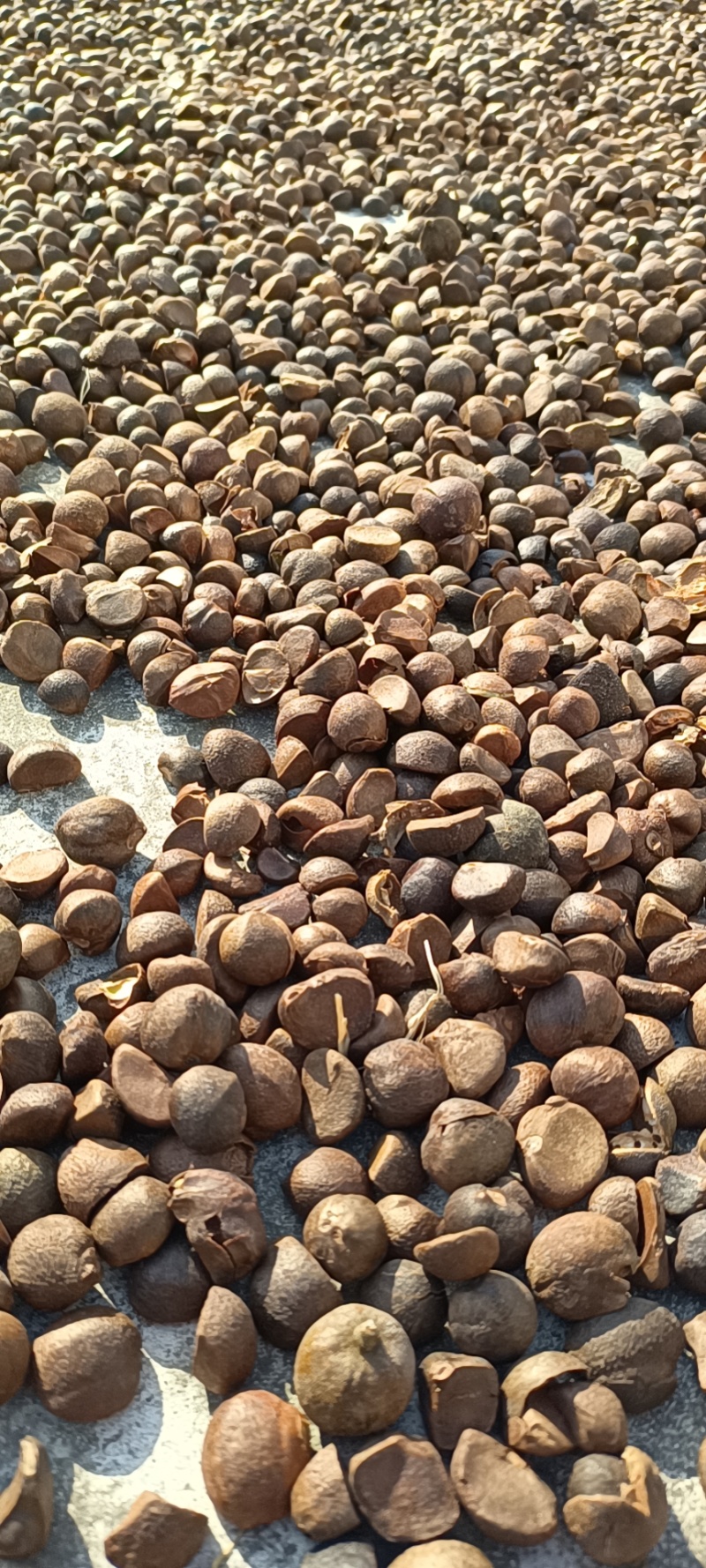 油茶籽山茶油茶籽产地直发，量大价优，质量保证