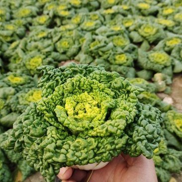 精品黄心乌菜基地直供，电商代发，实力雄厚