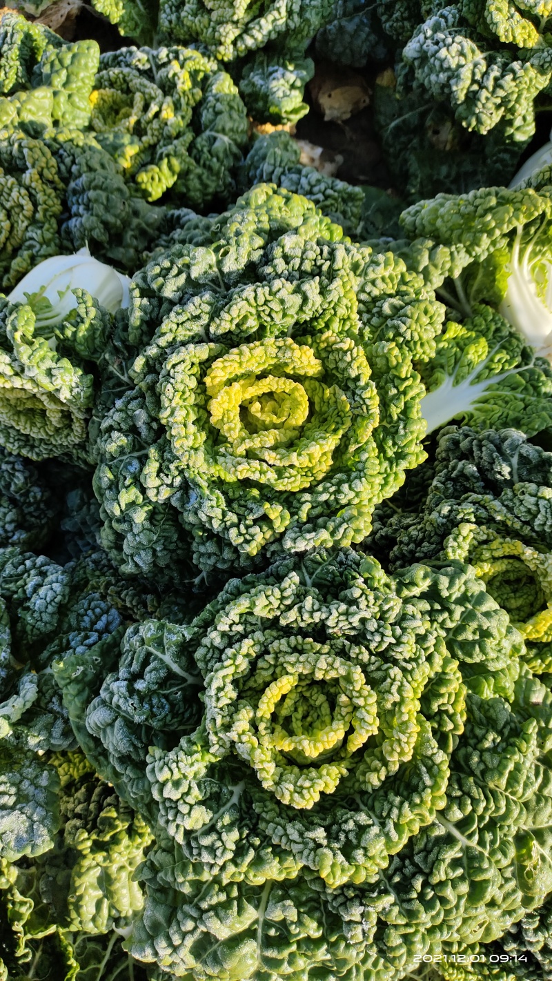 河南南阳精品黄心菜，黄心乌菜，万亩基大量上市欢迎实地考察