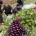 河南南阳精品黄心菜，黄心乌菜，万亩基大量上市欢迎实地考察