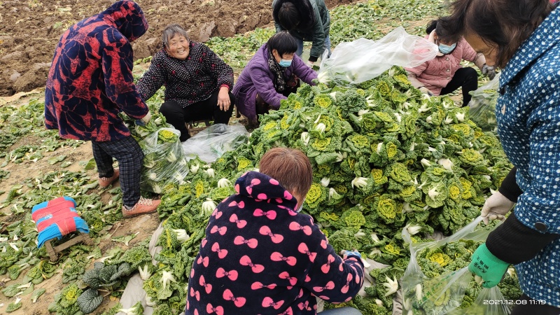 河南南阳精品黄心菜，黄心乌菜，万亩基大量上市欢迎实地考察
