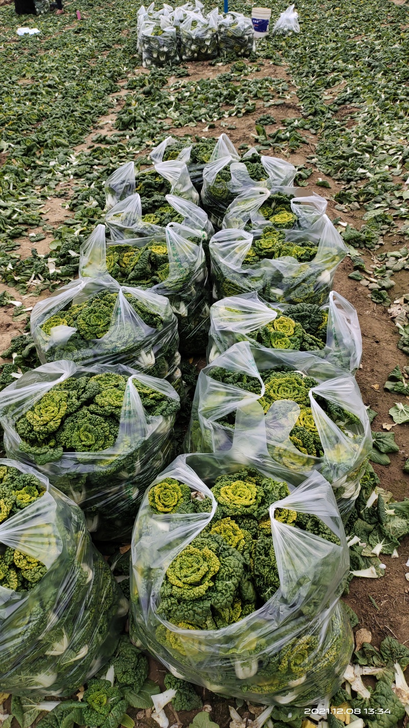 南阳精品黄心菜特矮帮2-8两，对接市场商超，电商，社区购