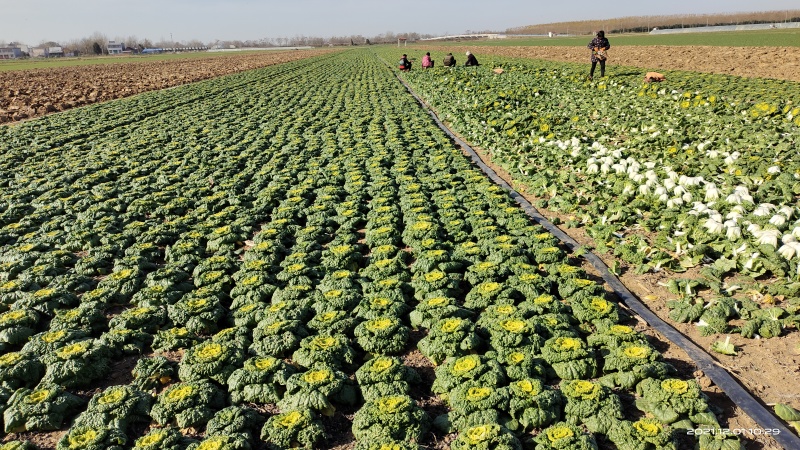 河南南阳精品黄心菜，黄心乌菜，万亩基大量上市欢迎实地考察
