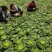 河南南阳精品黄心菜，黄心乌菜，万亩基大量上市欢迎实地考察