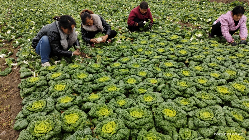 河南南阳精品黄心菜，黄心乌菜，万亩基大量上市欢迎实地考察