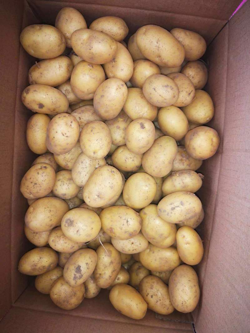 精品小土豆产地直发荷兰十五土豆2~4两1-3两