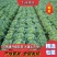 河南通许扁包菜1~2公斤精品上市中，价格低质量好