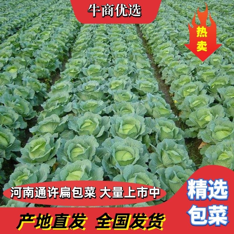 河南通许扁包菜1~2公斤精品上市中，价格低质量好