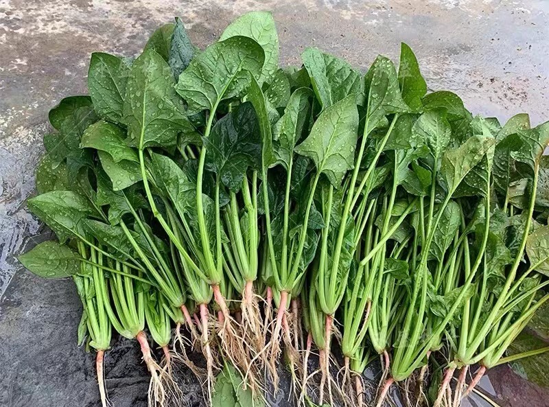 精品大叶菠菜20_25cm，可供超市，平台，一二级市场，