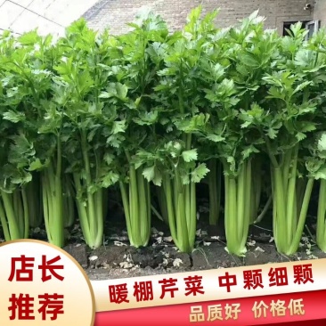 暖棚芹菜中颗细颗可打包，可打捆基地直发