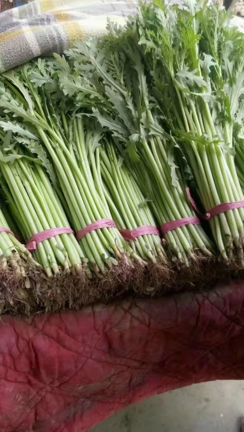 精品光杆茼蒿，无空心，货源充足，质量保证