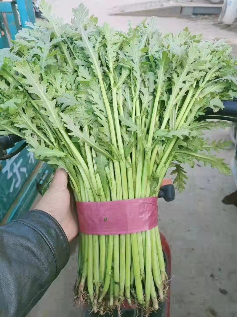 精品光杆茼蒿，无空心，货源充足，质量保证