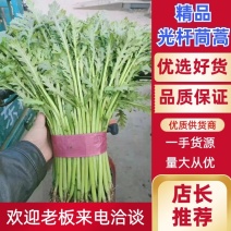 精品光杆茼蒿，无空心，货源充足，质量保证