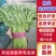 精品光杆茼蒿，无空心，货源充足，质量保证