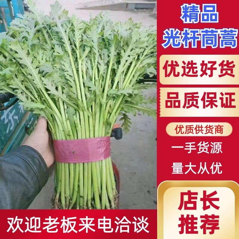 精品光杆茼蒿，无空心，货源充足，质量保证
