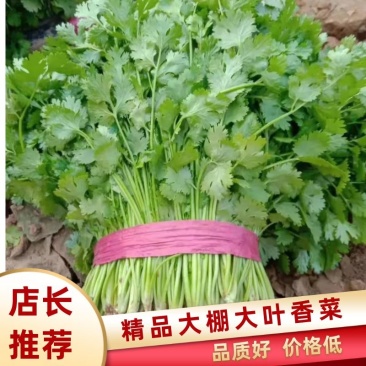 精品大棚大叶香菜质量保证一手货源视频看货