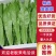 精品油麦菜叶片大颜色绿粗细均匀基地直发
