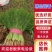 精品茴香25－30cm货源充足，保质保量！产地直发
