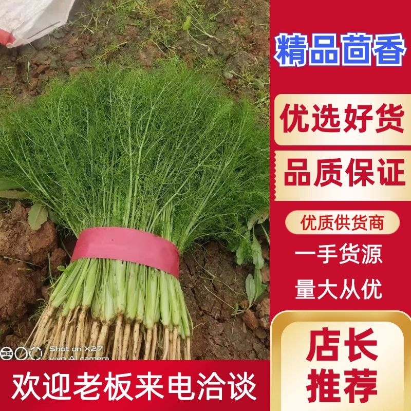 精品茴香25－30cm货源充足，保质保量！产地直发