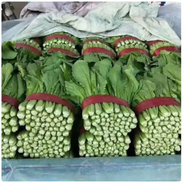 青梗小白菜产地直销万亩叶菜基地欢迎你的到来