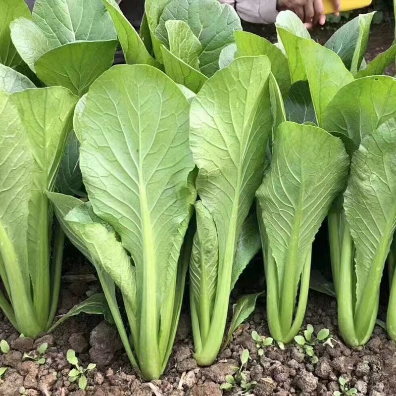 青梗小白菜产地直销万亩叶菜基地欢迎你的到来