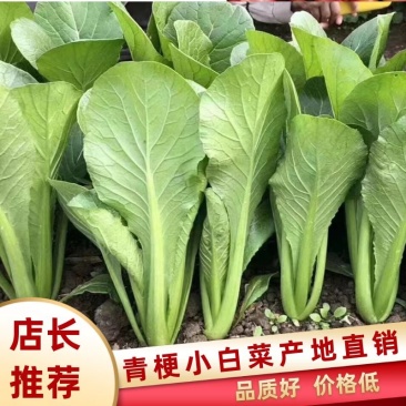 青梗小白菜产地直销万亩叶菜基地欢迎你的到来