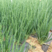 广西柳州四季小葱苗小葱苗种苗量大从优产地直发