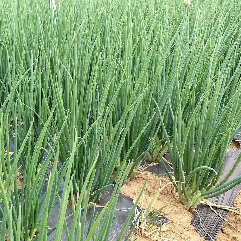 广西柳州四季小葱苗小葱苗种苗量大从优产地直发