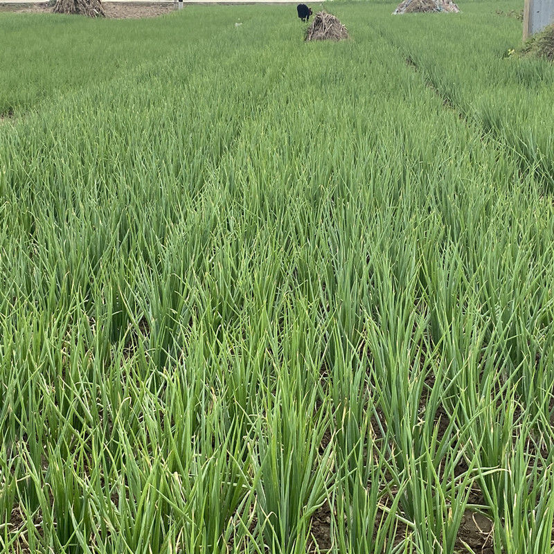 广西柳州四季小葱苗小葱苗种苗量大从优产地直发