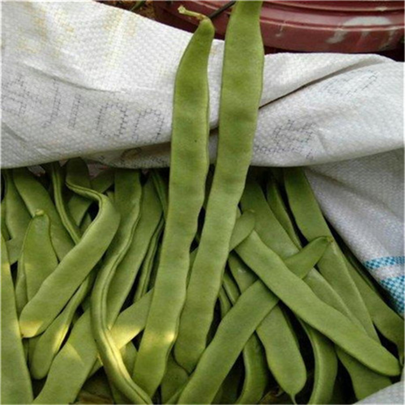 三扁王芸豆种子扁青芸豆种子油豆角种子爬藤架豆绿窄条扁