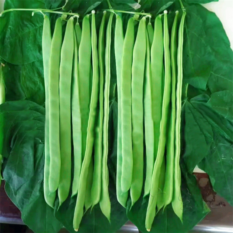 三扁王芸豆种子扁青芸豆种子油豆角种子爬藤架豆绿窄条扁