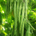 三扁王芸豆种子扁青芸豆种子油豆角种子爬藤架豆绿窄条扁