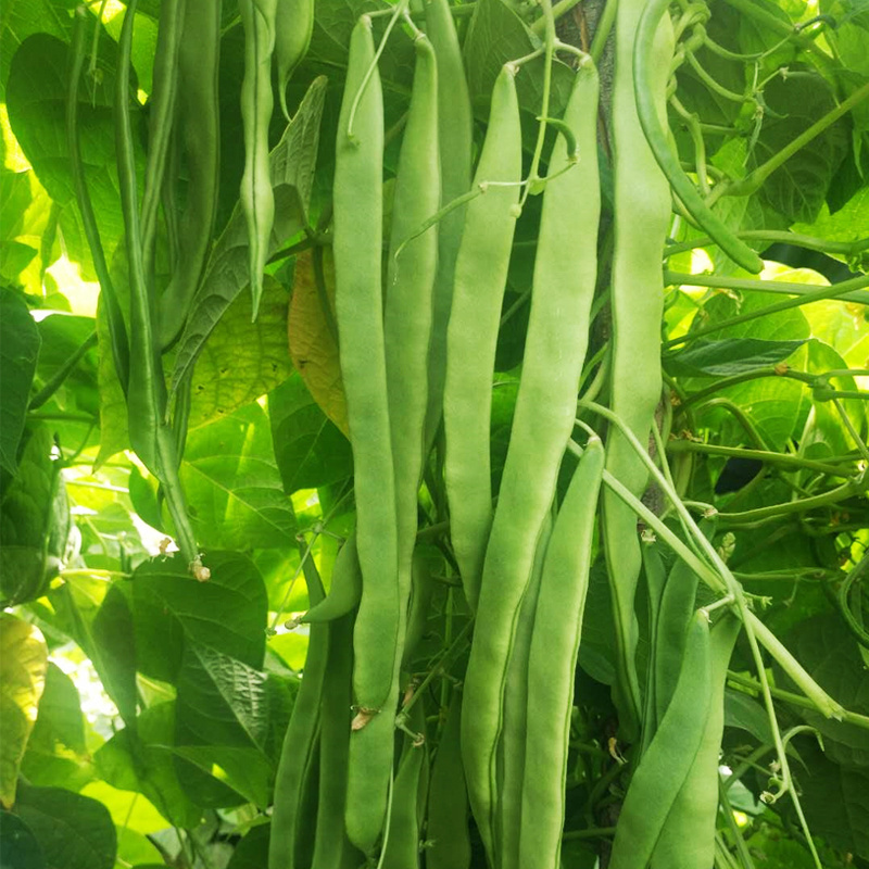 三扁王芸豆种子扁青芸豆种子油豆角种子爬藤架豆绿窄条扁