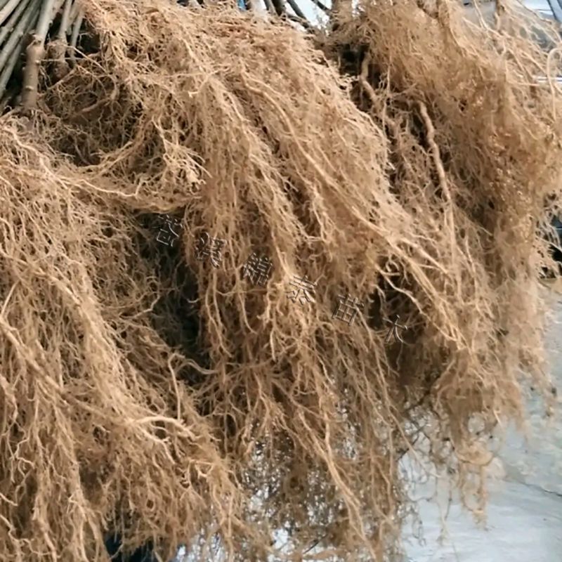 水杨桃实生苗水杨桃猕猴桃苗水杨桃树苗水杨桃砧木未嫁接水杨