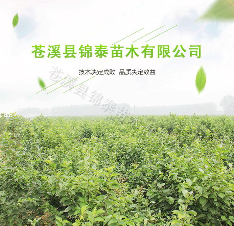 水杨桃实生苗水杨桃猕猴桃苗水杨桃树苗水杨桃砧木未嫁接水杨