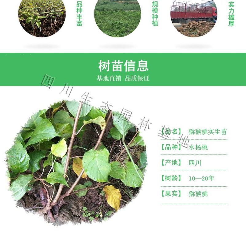 水杨桃实生苗水杨桃猕猴桃苗水杨桃树苗水杨桃砧木未嫁接水杨